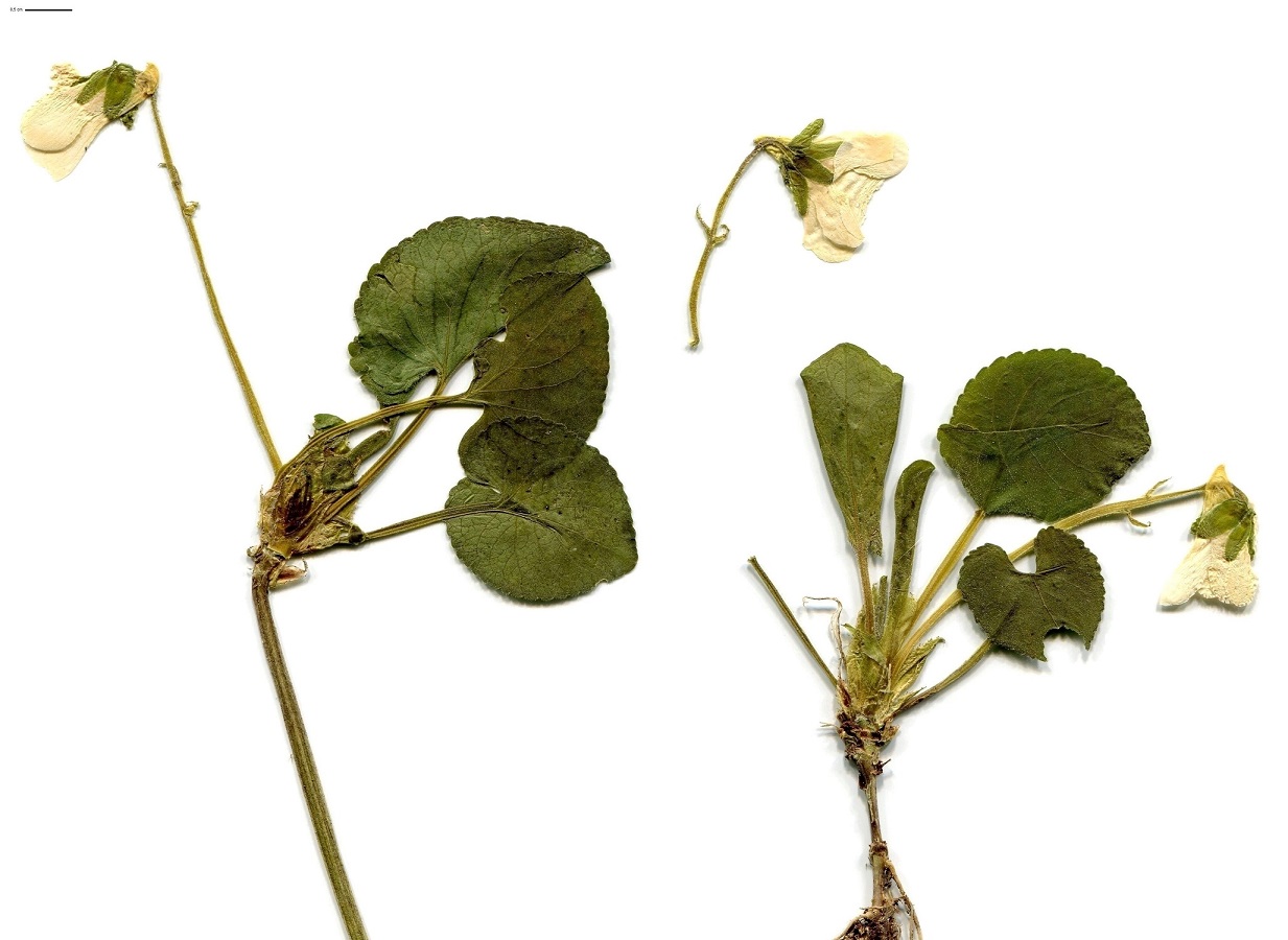 Viola odorata var. incompta (Violaceae)